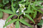 Cutleaf toothwort